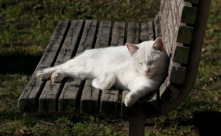 Белая кошка на скамейке