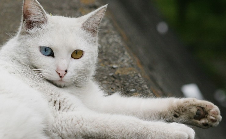 Белая кошка с разноцветными глазами