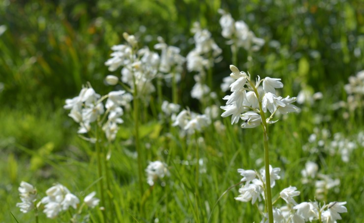 Белые цветы в траве