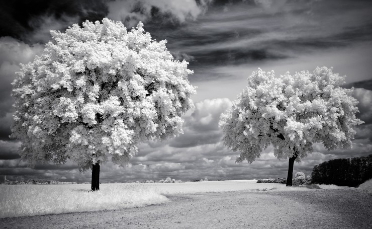 Белые деревья