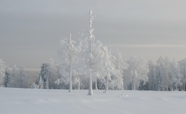 Белые деревья зимой