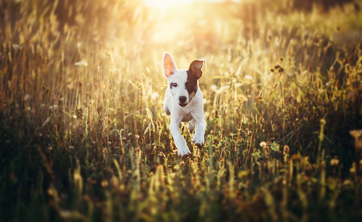 Белый пес бежит по траве в лучах солнца