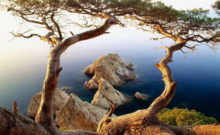 Деревья на берегу океана