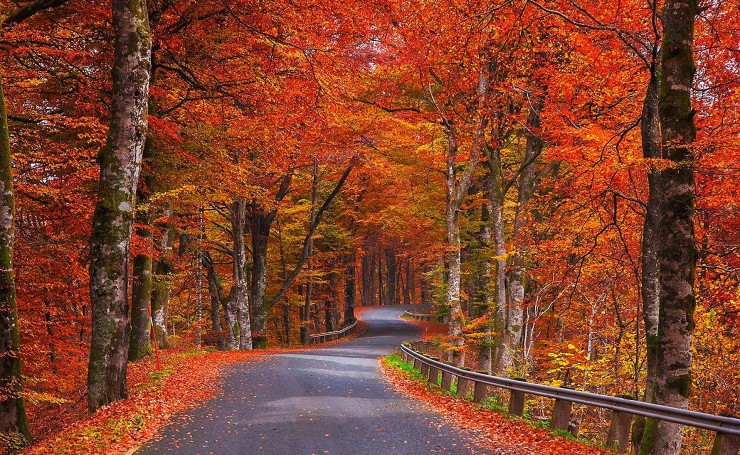Дорога в красно-желтом осеннем лесу