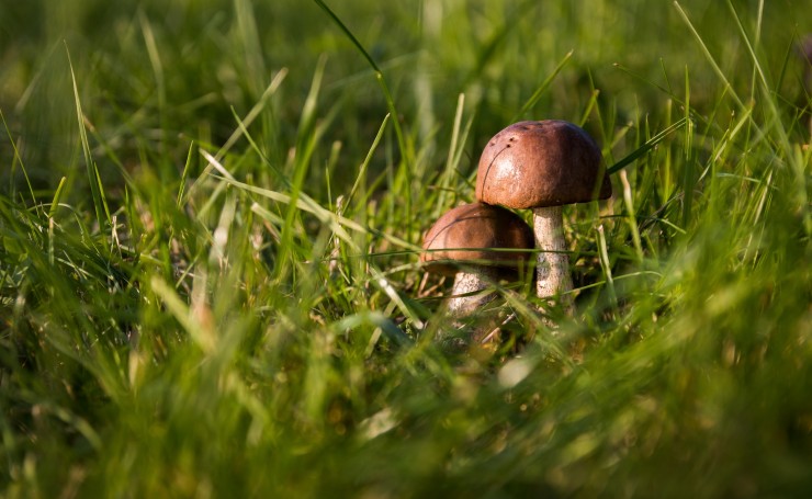 Два гриба в зеленой траве