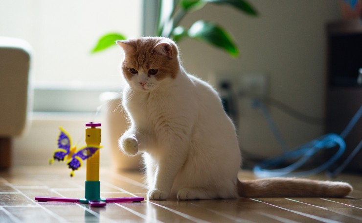 Кот с игрушкой