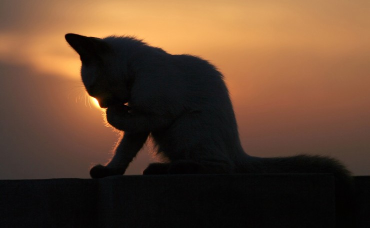 Котенок на фоне заката