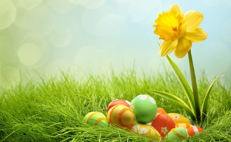 Крашенные яйца и весенний цветок