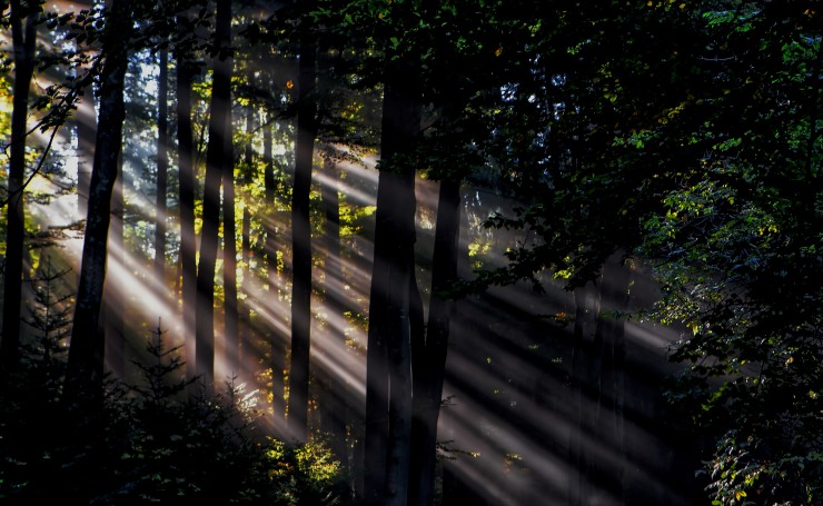 Лучи света в темном лесу
