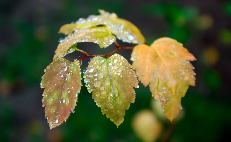 Мокрые листья
