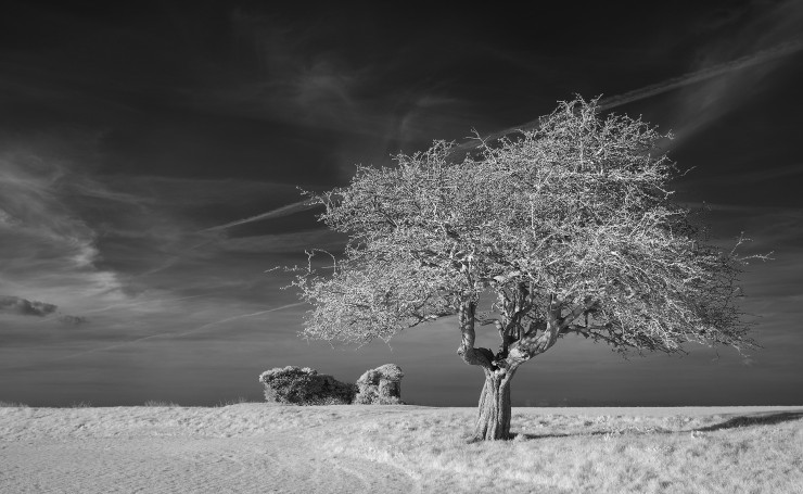 Одинокое дерево, черно-белое