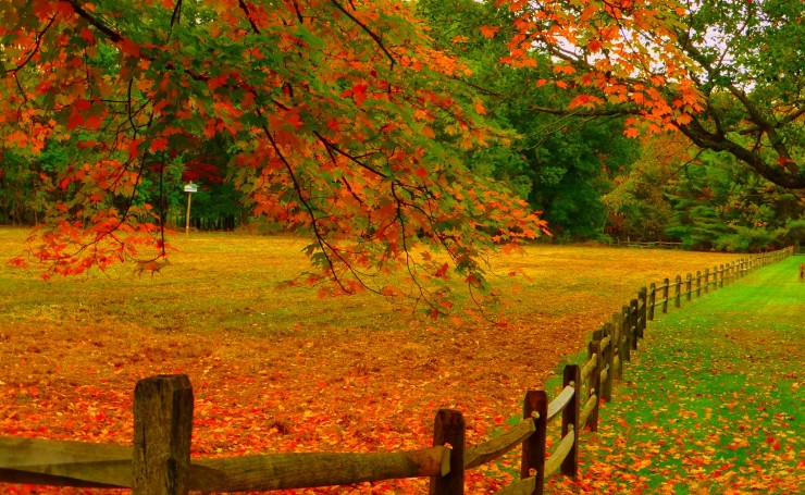 Ограда, поле, желтые листья