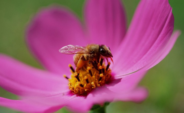 Пчела собирает пыльцу в фиолетовом цветке