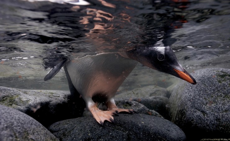 Пингвин заглядывает под воду