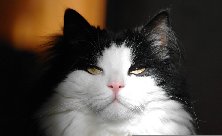 Пушистая черно-белая кошка