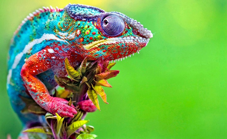 Разноцветный хамелеон