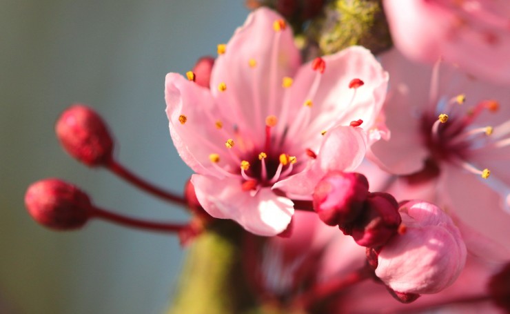 Розовые весенние цветы на ветке, макро