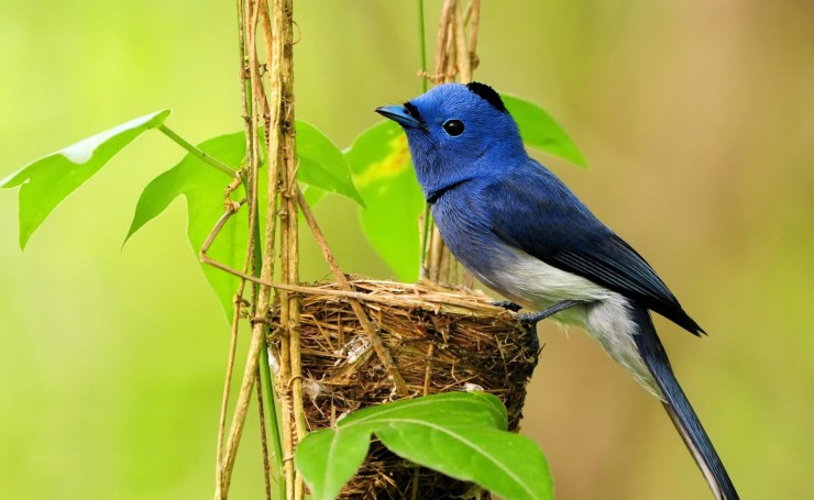 Синяя птичка на гнезде