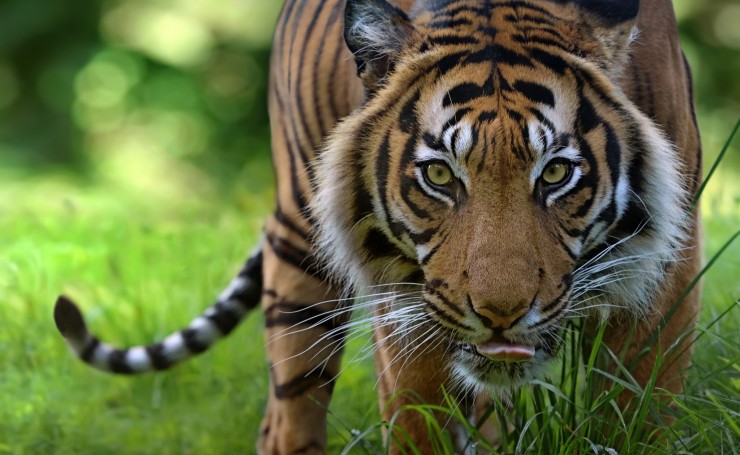 Тигр идет по траве