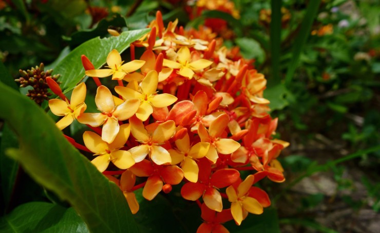 Тропические цветы