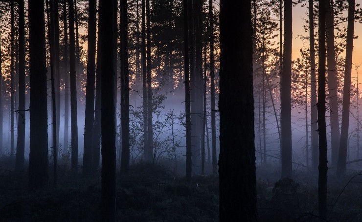 Туман в вечернем лесу