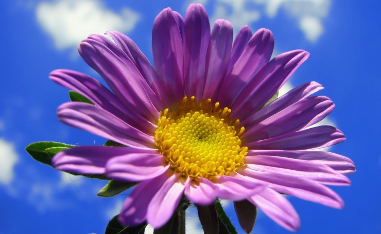 Весенний пурпурный цветок