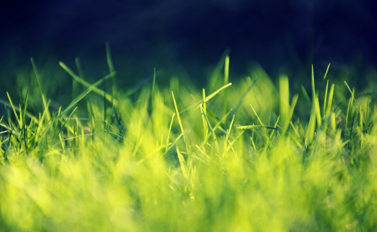 Яркая зеленая трава крупным планом
