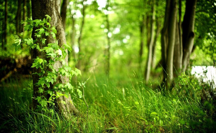 Зеленая трава в лесу