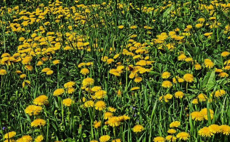 Желтые одуванчики в зеленой траве