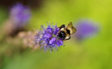 Пчела на фиолетовом цветке крупным планом