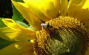 Пчела собирает пыльцу на подсолнухе