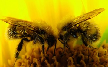 Две пчелки собирают пыльцу