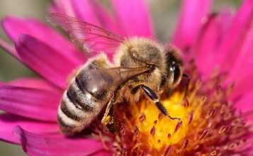 Пчела в розовом цветке собирает пыльцу