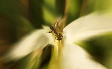 Белый цветок и пчела