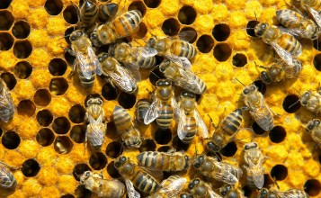 Пчелы в сотах