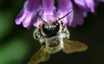 Пчела пьет нектар из фиолетового цветка