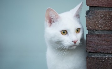 Белая кошка выглядывает из-за угла