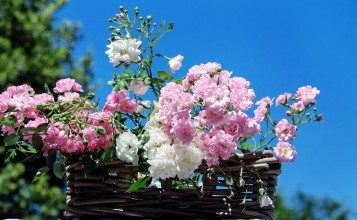 Белые и розовые цветы в корзинке