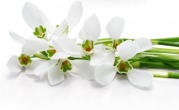 Белые орхидеи с зелеными стеблями на белом фоне