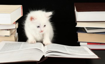 Белый пушистый котенок и раскрытая книга