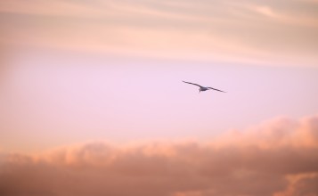 Чайка в розовом небе