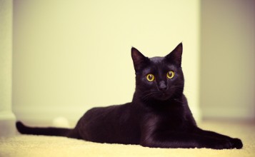 Черная кошка с широко открытыми глазами
