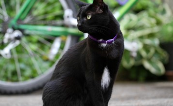 Черная кошка в фиолетовом ошейнике