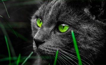 Черный кот с зелеными глазами