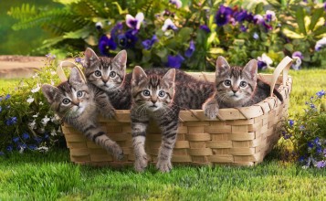 Четыре котенка в корзинке