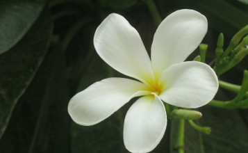 Цветок жасмина