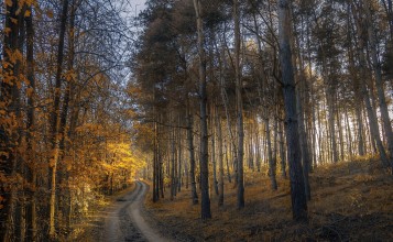 Дорога в лесу осенью