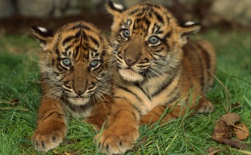 Два молодых тигренка