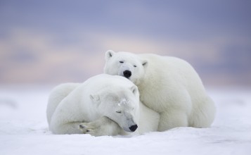 Два полярных медведя