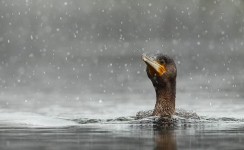 Голова птицы торчит из-под воды